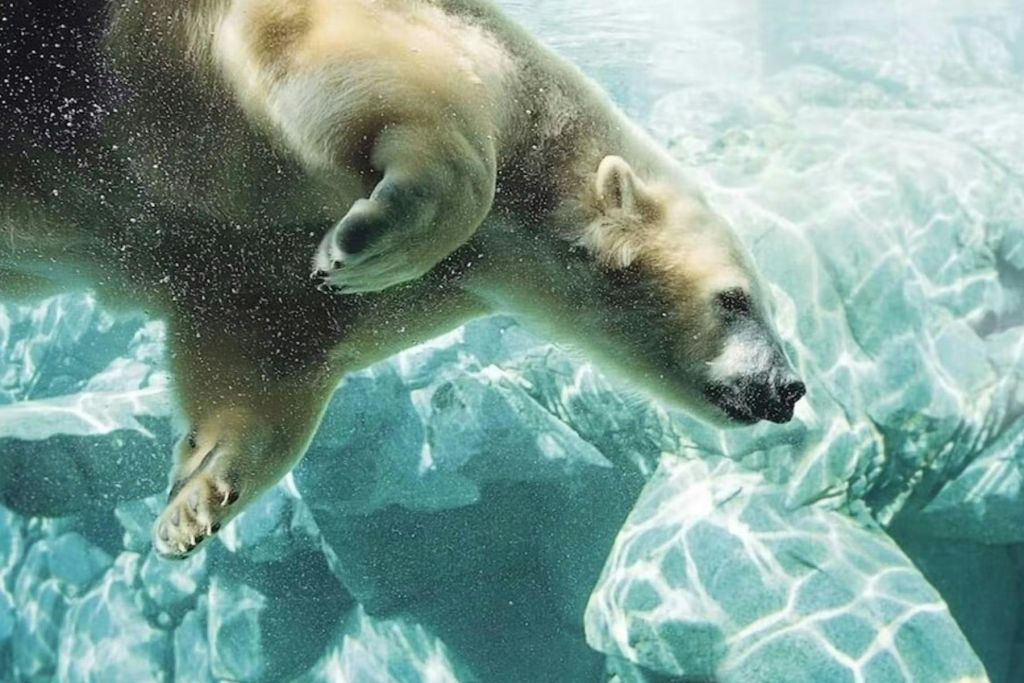 바위 사이를 헤엄치는 북극곰. 물 속에서 빛이 굴절됩니다.
