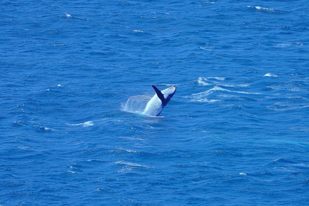혹등고래는 남극을 오가는 동안 정기적으로 프레이시넷 국립공원 주변 해역을 방문합니다.