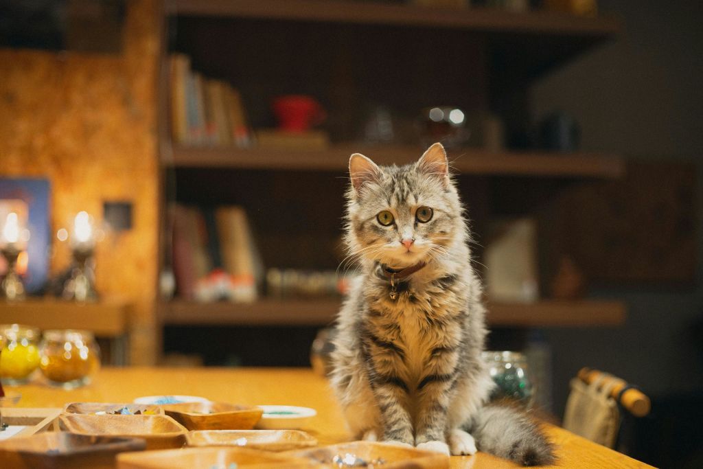 공급업체의 고양이 (Crep) 가 모자이크 재료로 둘러싸인 아늑한 작업장의 나무 테이블에 앉아 있습니다.