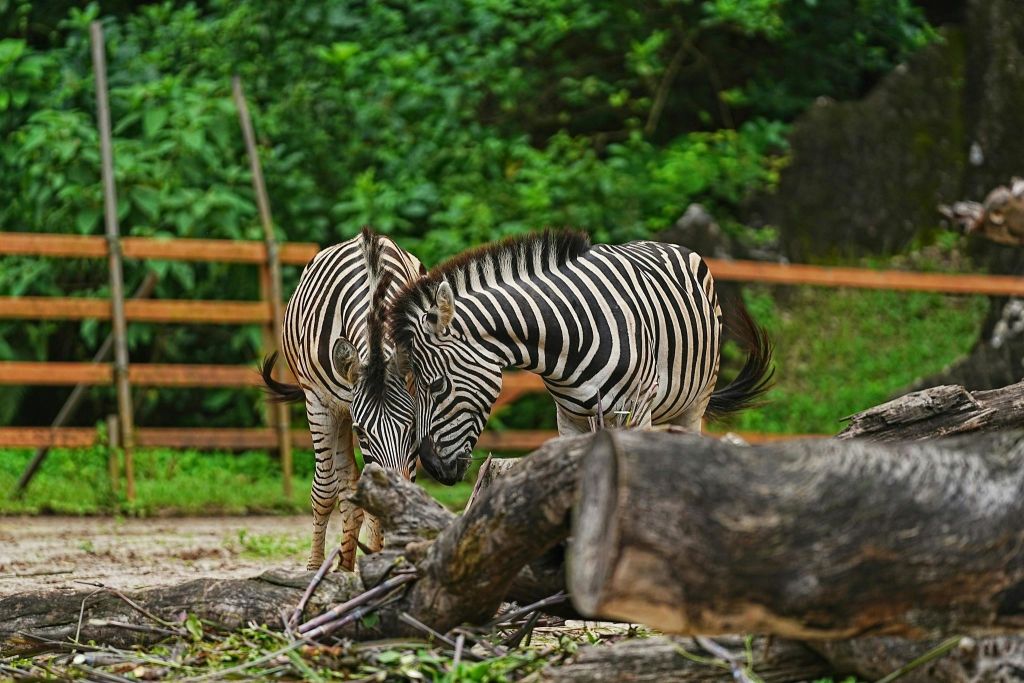 탐분이포의 잃어버린 세계