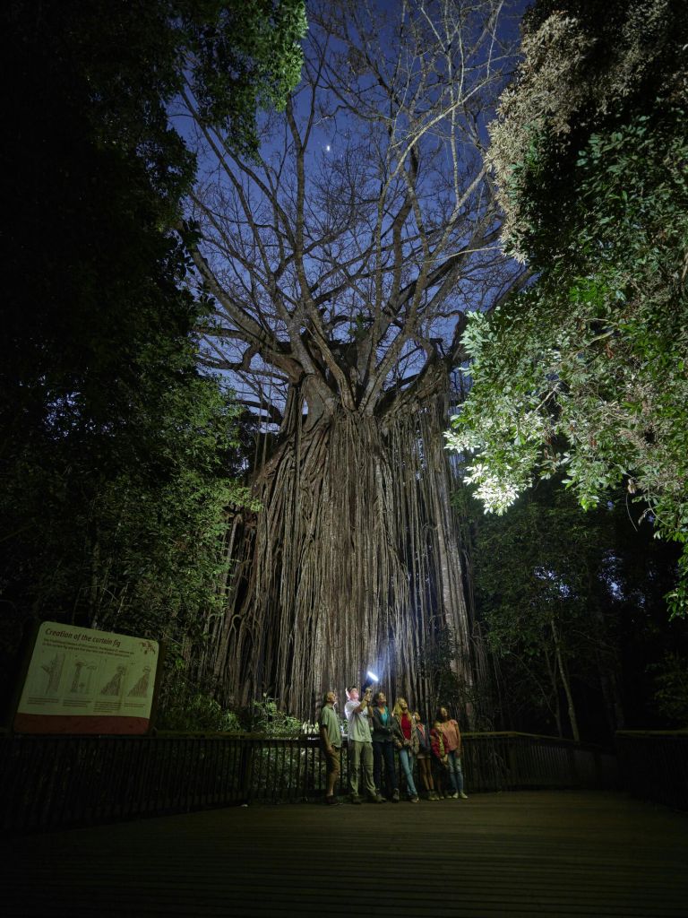 손전등을 든 한 무리의 사람들이 빽빽한 단풍으로 둘러싸인 뿌리와 가지가 매달린 커다란 나무 아래 길에 서 있습니다.