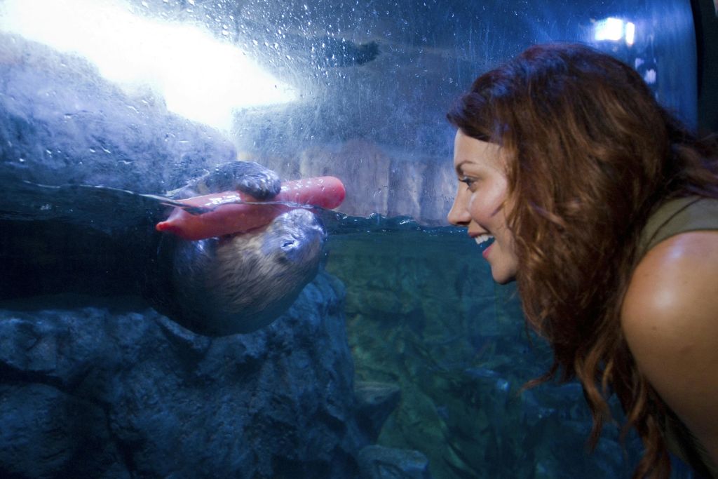 긴 갈색 머리를 한 여성이 수족관 전시관에서 분홍색 장난감을 들고 있는 봉인을 보며 미소를 짓고 있습니다.