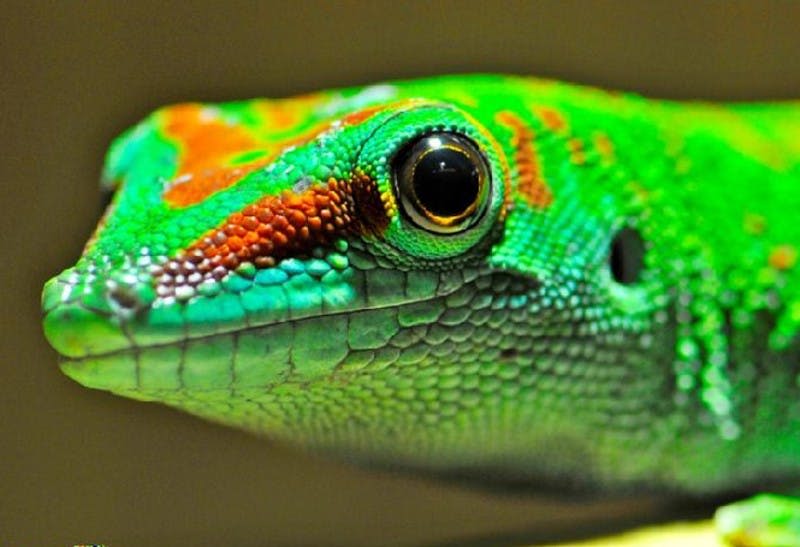 녹색과 빨간색 도마뱀의 머리를 클로즈업하여 상세한 비늘과 크고 검은 눈을 보여줍니다.