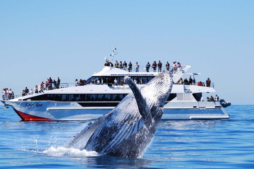 맑고 푸른 하늘을 배경으로 사람들이 보트로 가득 찬 보트 근처에서 고래가 돌파합니다.