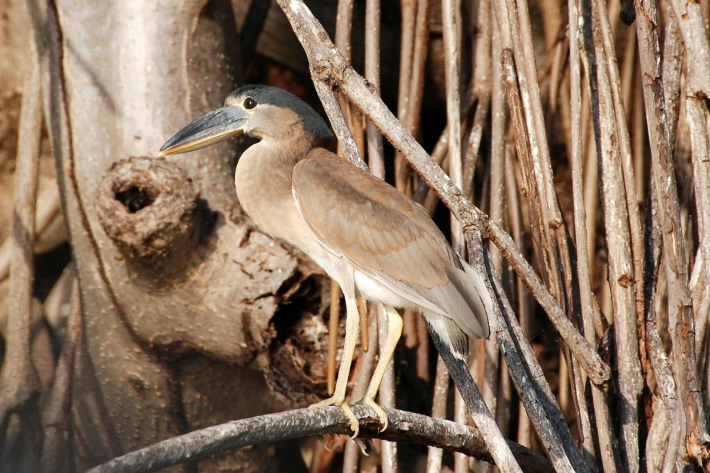 Heron - Birdlife Sian Ka 'an