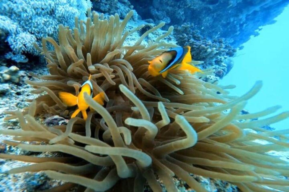 nemo-house-sharm-ellule-marsa-alam