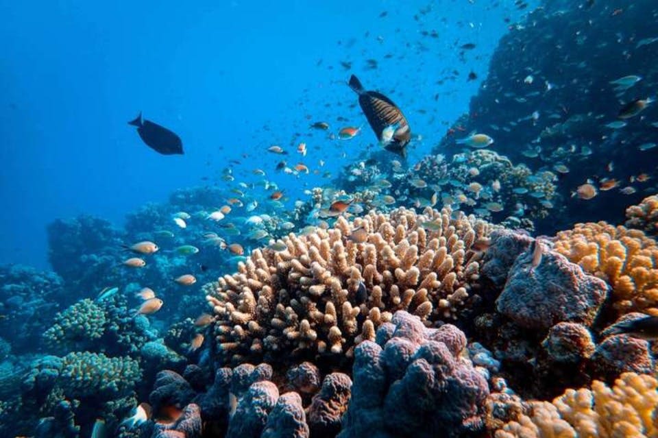 abu-dabbab-beach-coral-reef-the-best-in-marsa-alam