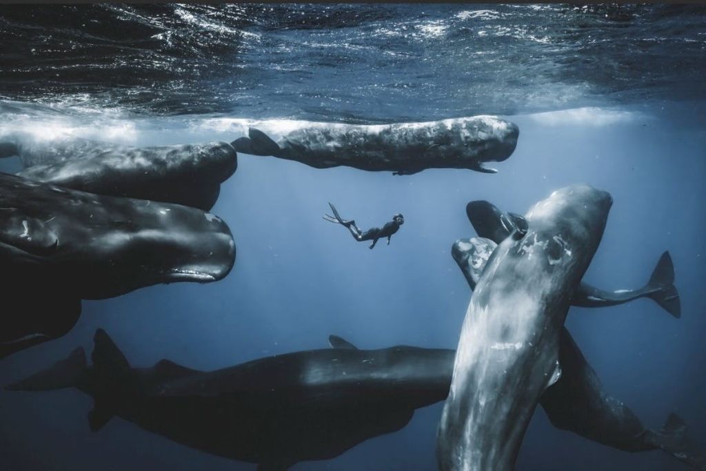 한 다이버가 맑고 푸른 바닷물 속에서 정자 고래 무리 사이를 헤엄치고 있습니다.