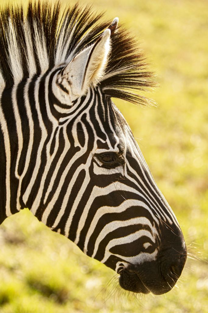 흐릿한 노란색-녹색 배경에 뚜렷한 검은색과 흰색 줄무늬가 있는 얼룩말의 머리를 클로즈업합니다.