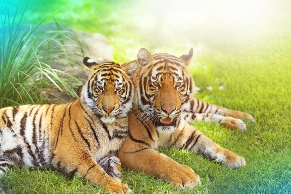 드림월드 골드 코스트