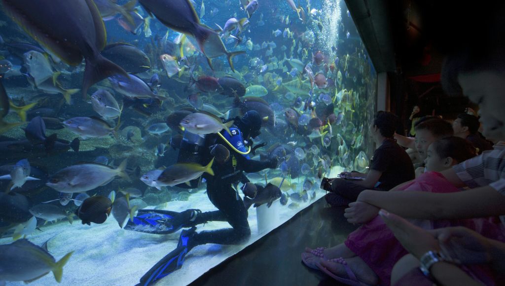 다이버가 커다란 수족관에서 물고기와 상호 작용하며 아이들이 바닥에 앉아 유리를 통해 관찰합니다.