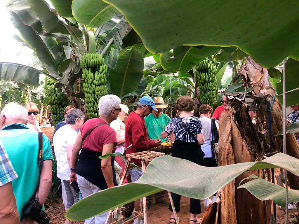 한 무리의 사람들이 바나나 농장을 둘러보고 있습니다. 커다란 바나나가 나무에 매달려 있고 머리 위로 무성한 나뭇잎이 있습니다.
