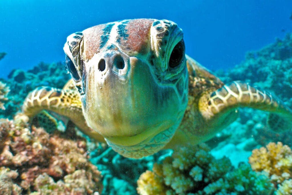 산호와 푸른 물을 배경으로 카메라를 마주한 수중 바다거북의 클로즈업.
