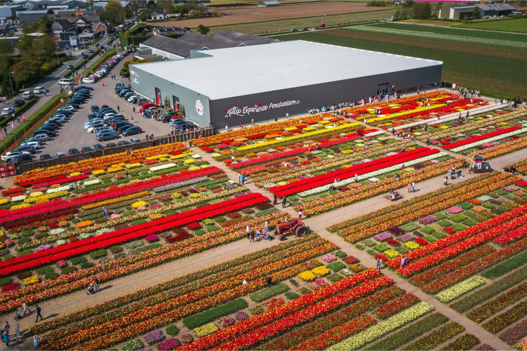 쇼그라운드 튤립 체험