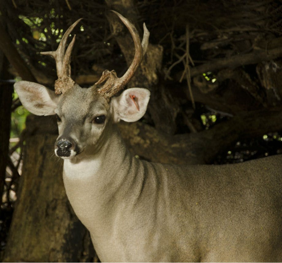 사슴과 뿔이 어우러진 사슴이 빽빽하고 그늘진 덤불 앞에 서 있습니다.