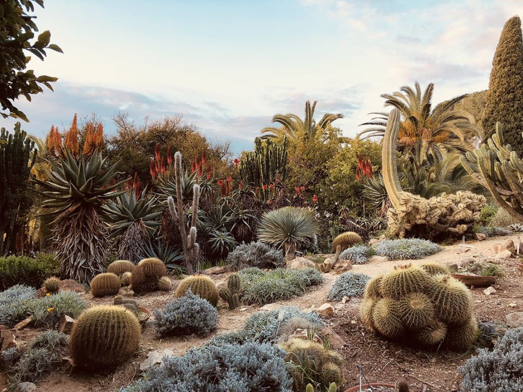 맑은 하늘과 야자수를 배경으로 한 사막 정원의 다양한 선인장과 다육식물.