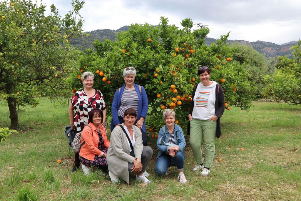 Orangenfam bei Soller