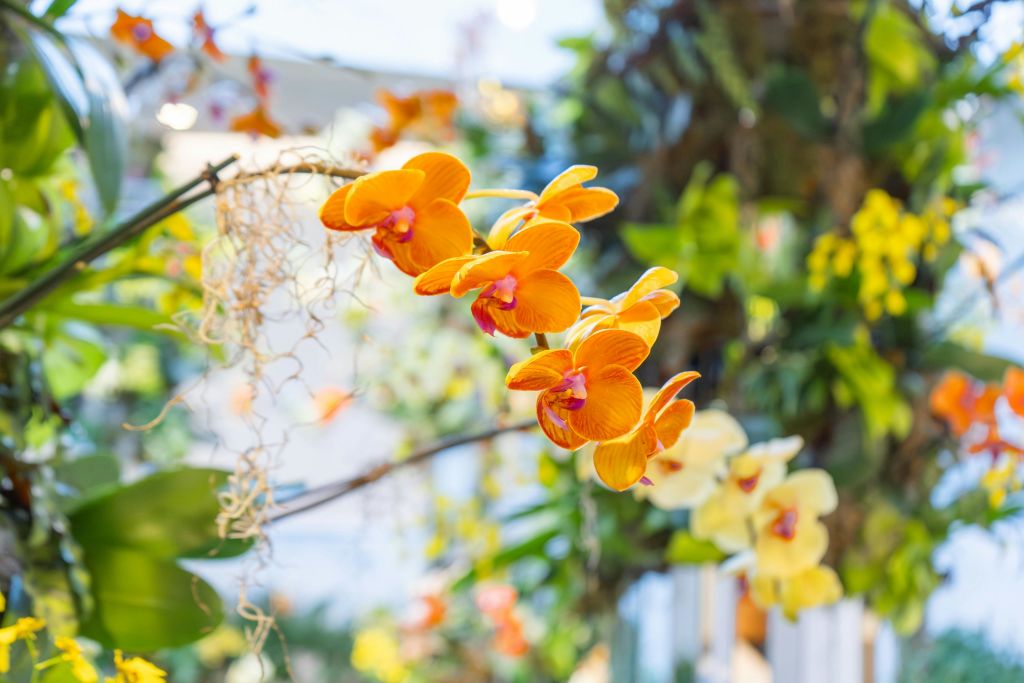 녹음이 흐릿하고 빛이 배경에 있는 활기찬 오렌지색 난초 가지가 고요하고 다채로운 장면을 연출합니다.