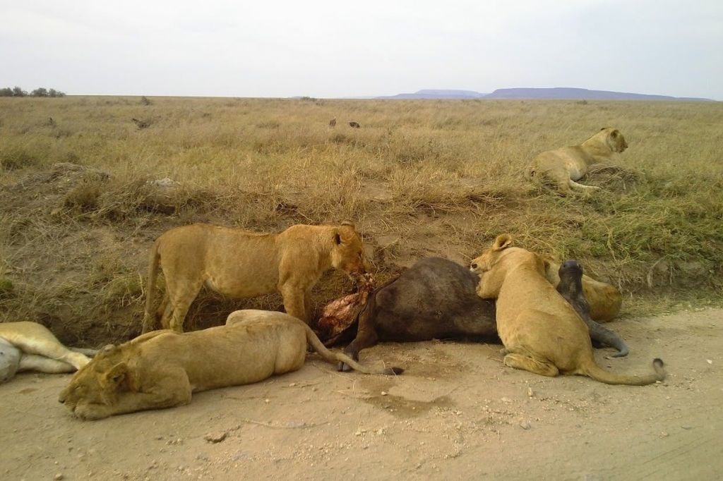 공원에서 사자 관찰하기