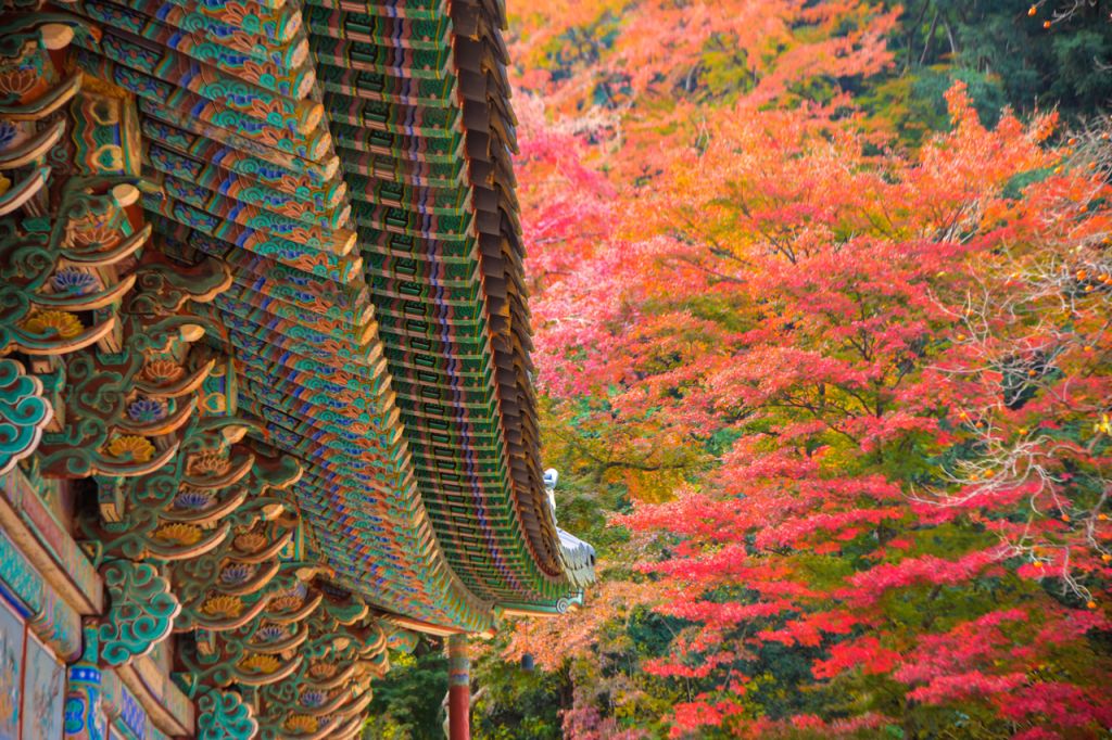[From Busan] Naejangsan National Park Autumn Foliage Day Tour