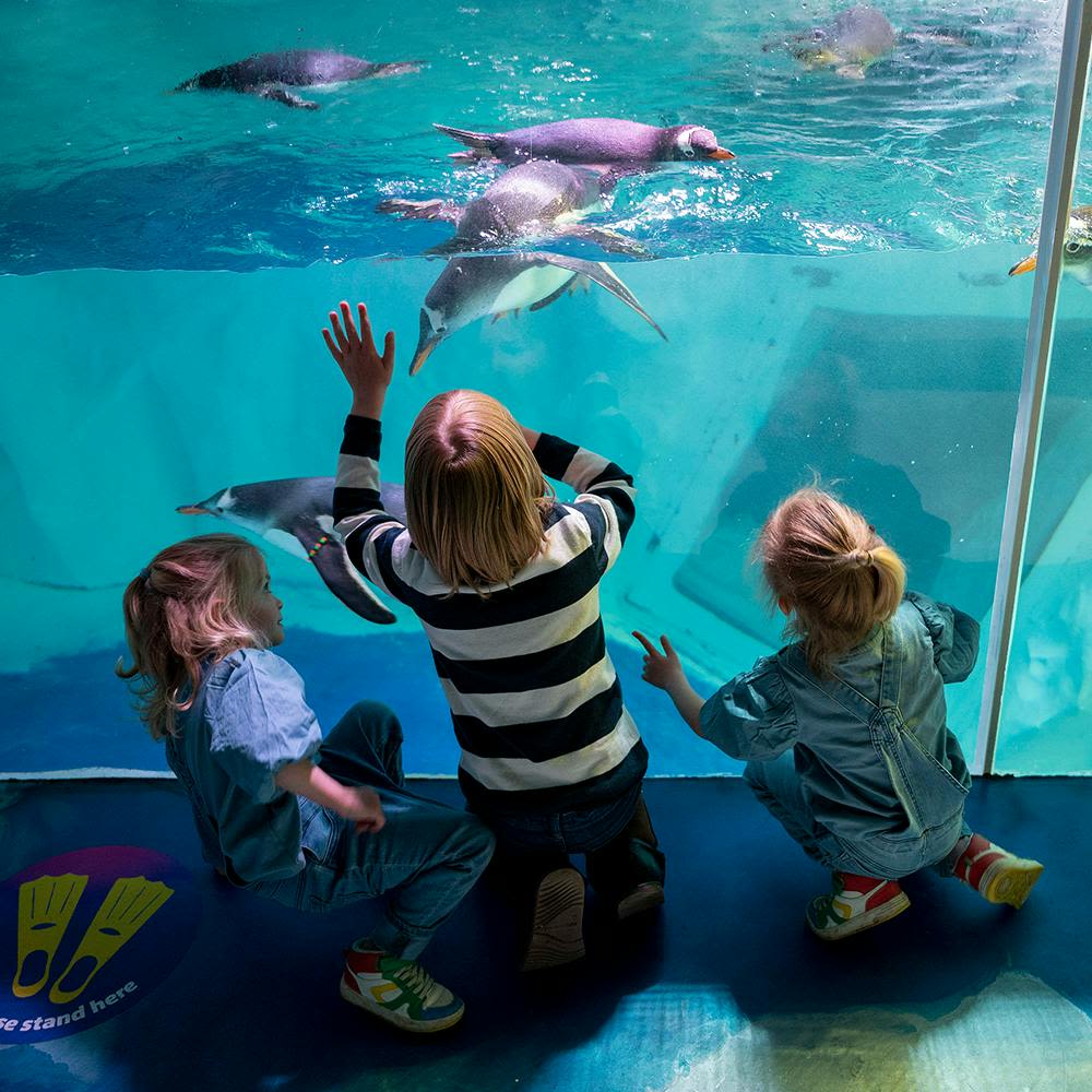 세 명의 어린이가 수족관 유리 뒤에서 수영하는 펭귄을 지켜보고 있으며, 한 명의 어린이가 서 있고 두 명의 어린이가 흥분하여 무릎을 꿇고 있습니다.