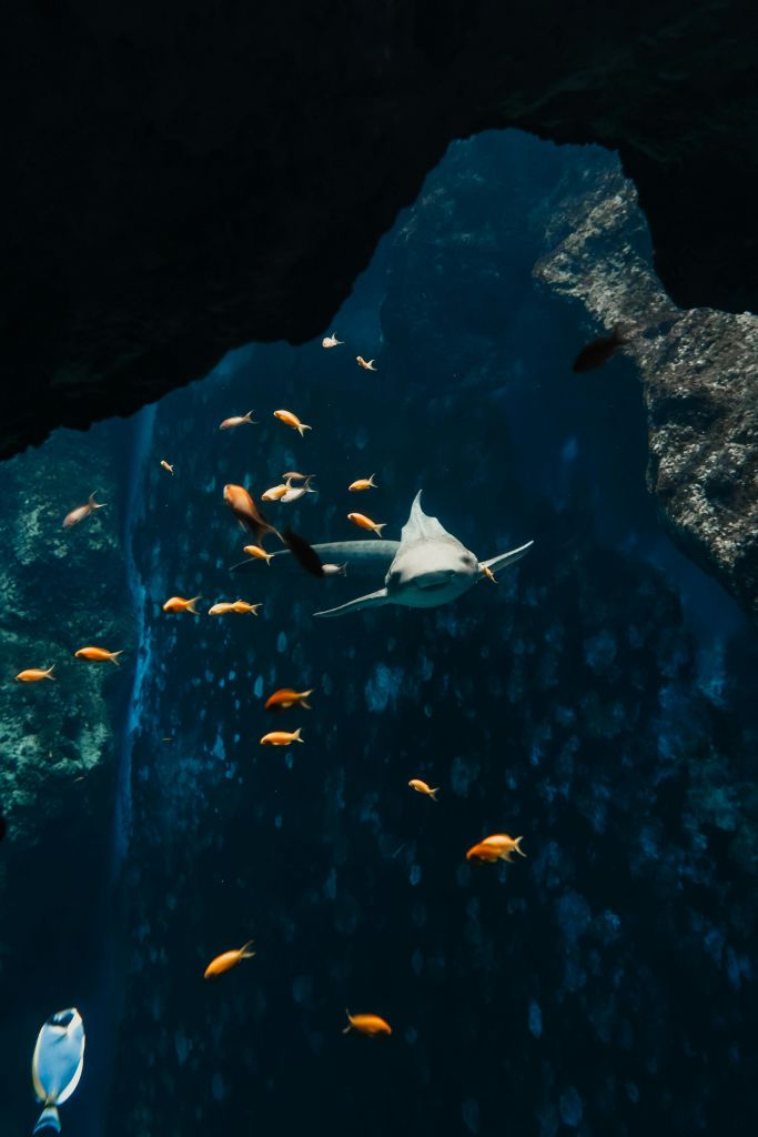 상어는 전경과 배경에 바위가 보이는 작은 오렌지색 물고기 몇 마리로 둘러싸인 수중에서 헤엄치고 있습니다.