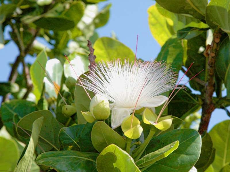 푸른 하늘을 배경으로 얇고 뾰족한 꽃잎이 무성한 녹색 잎으로 둘러싸인 흰색 꽃입니다.