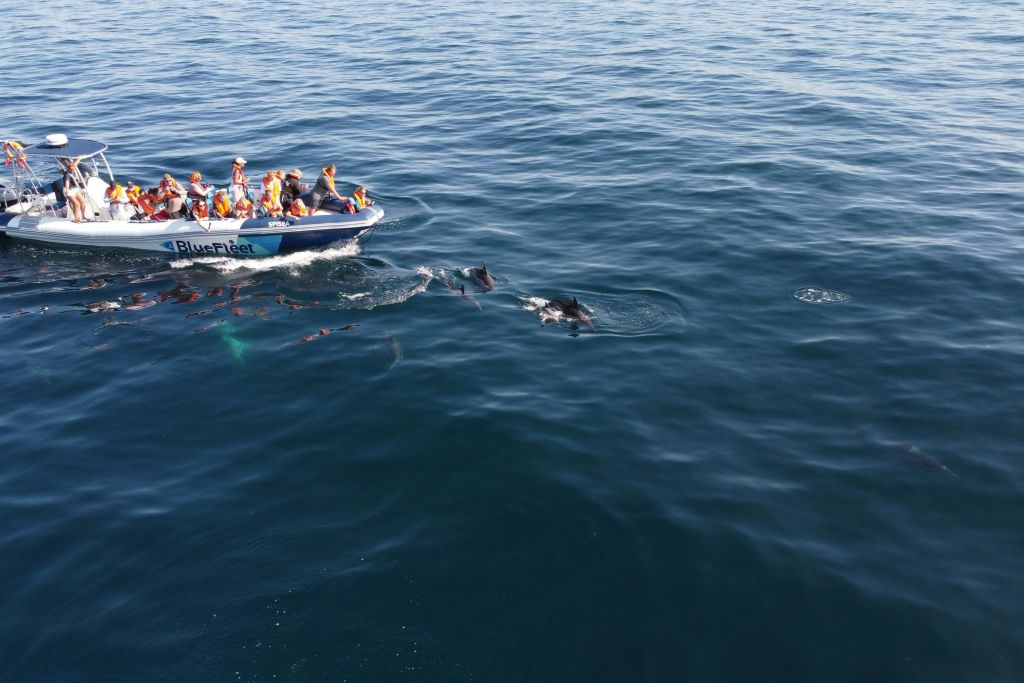 자연 서식지에서 만나는 돌고래