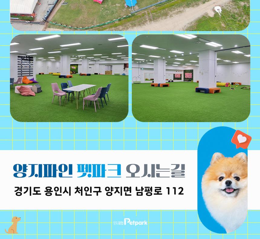 경기 용인 양지 파인 리조트 펫 파크 애견 놀이터 - 트리플 투어티켓