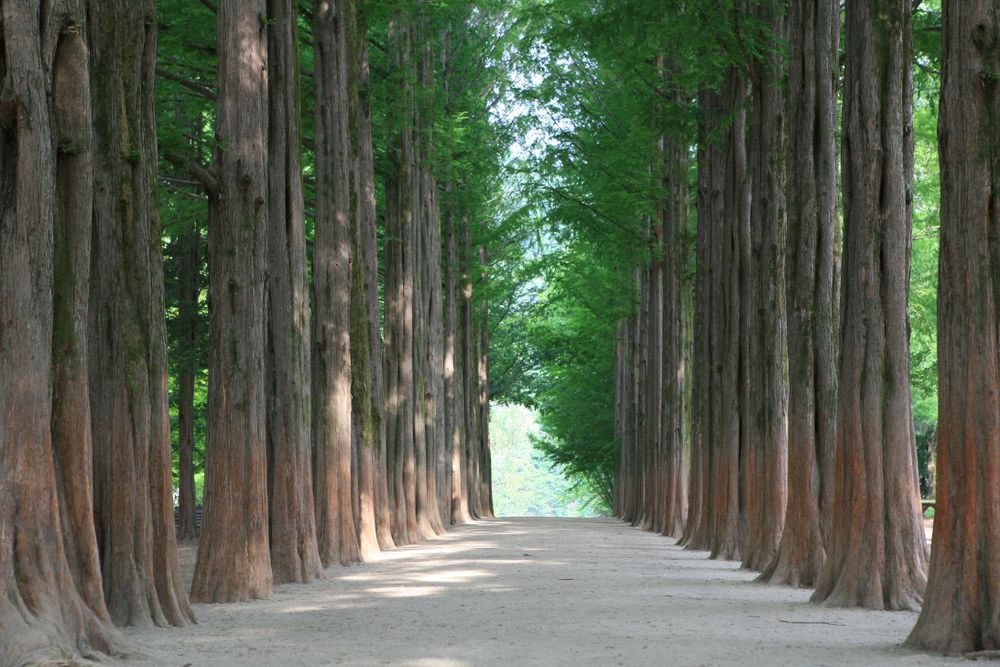 Nami Island + Petite France & Italian Village One Day Tour