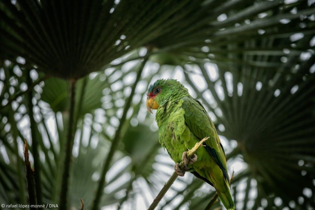 마리아나오조류원. 사마공원. 캠브릴스