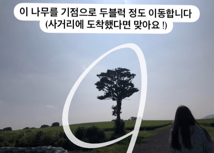 성읍 녹차 마을