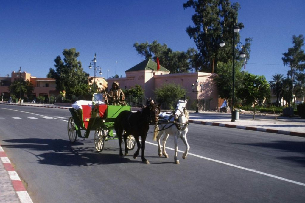 맑고 푸른 하늘 아래 나무와 건물로 둘러싸인 거리에 운전수가 있는 마차입니다.