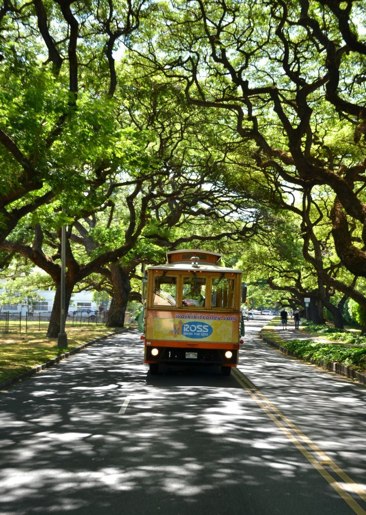 햇살이 내리쬐는 하늘 아래 커다랗고 돌출된 나뭇가지가 있는 가로수 길을 달리는 노란 노면 전차.