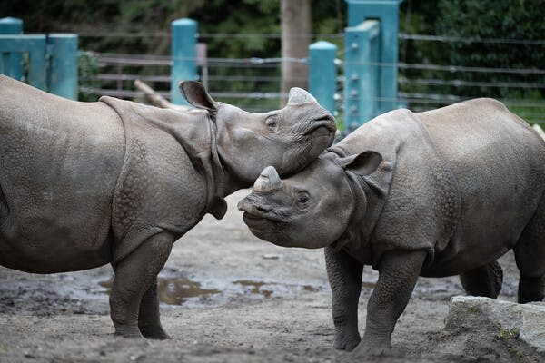 나무와 울타리를 배경으로 두 마리의 코뿔소가 진흙탕을 뒤덮고 있습니다.