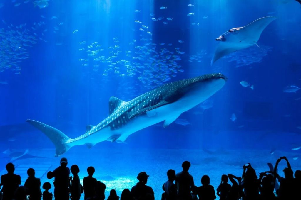 수족관 탱크 앞에 서 있는 실루엣 사람들이 바라보는 작은 물고기로 둘러싸인 수중에서 수영하는 커다란 상어.