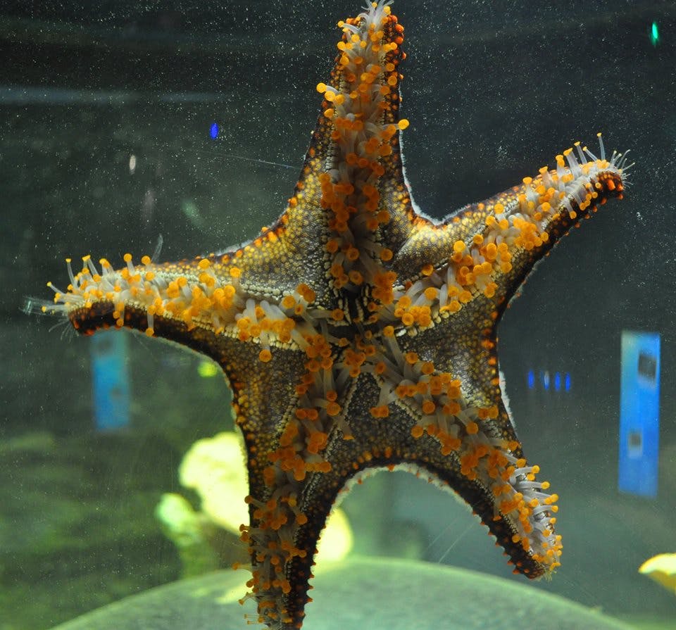주황색과 흰색 질감의 돌출부가 있는 불가사리가 수족관의 유리 표면에 달라붙습니다.