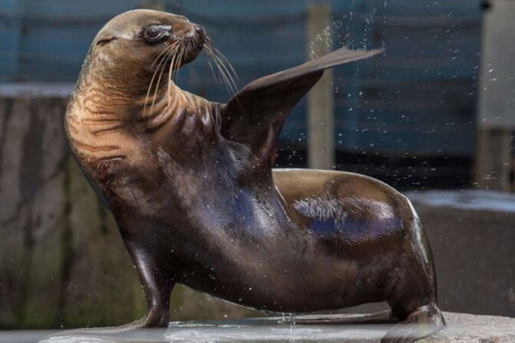 오리발을 올리고, 물방울이 보이고, 배경이 흐릿한 플랫폼에 서 있는 바다사자.