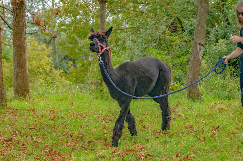 나무가 우거진 잔디밭에는 분홍색 홀터와 파란색 납 로프를 두른 검은색 알파카가 서 있습니다.