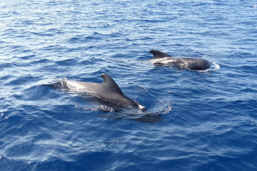 조종사 고래 한 쌍.