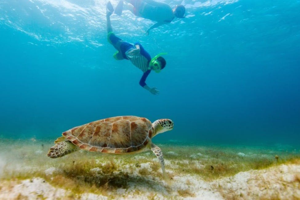두 명의 스노클러가 해초로 뒤덮인 해저 바닥의 바다 거북 근처에서 물속을 헤엄치고 있습니다.