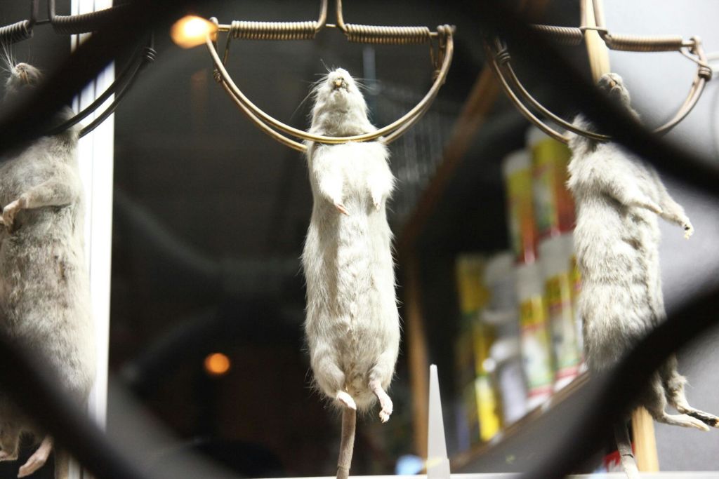 유령, 전설, 미스터리