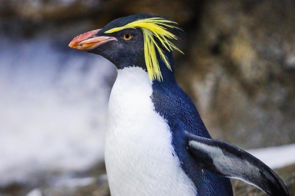 흐릿한 바위 배경에 노란 문장, 검은 부리, 하얀 가슴을 가진 펭귄의 클로즈업.