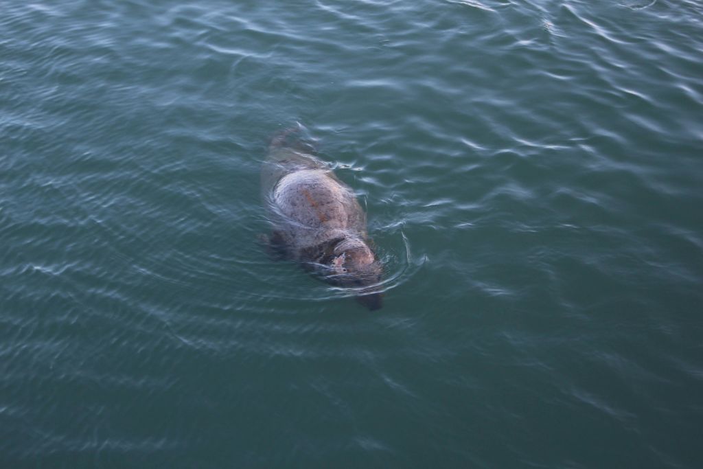 바다표범을 만나세요