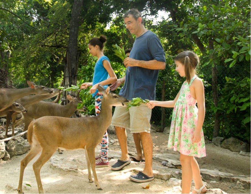 숲이 우거진 지역에서 두 명의 소녀와 한 남성이 여러 마리의 사슴에게 푸른 잎을 먹이고 있습니다.