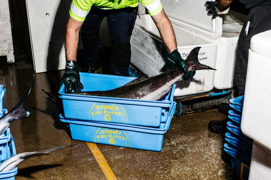 상자에 담긴 물고기