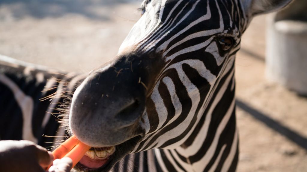 보이지 않는 사람이 들고 있는 오렌지색 당근을 먹는 얼룩말의 클로즈업. 얼룩말의 흑백 줄무늬가 눈에 띕니다.