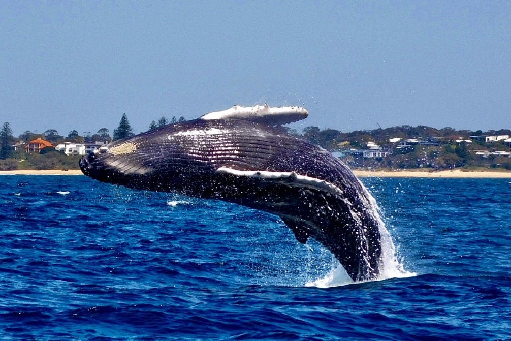 해변에서 고래 관찰하기