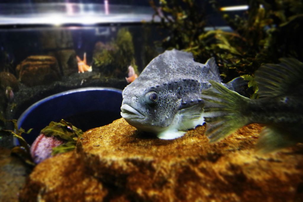 벨루가고래보호구역 해양생물 트러스트