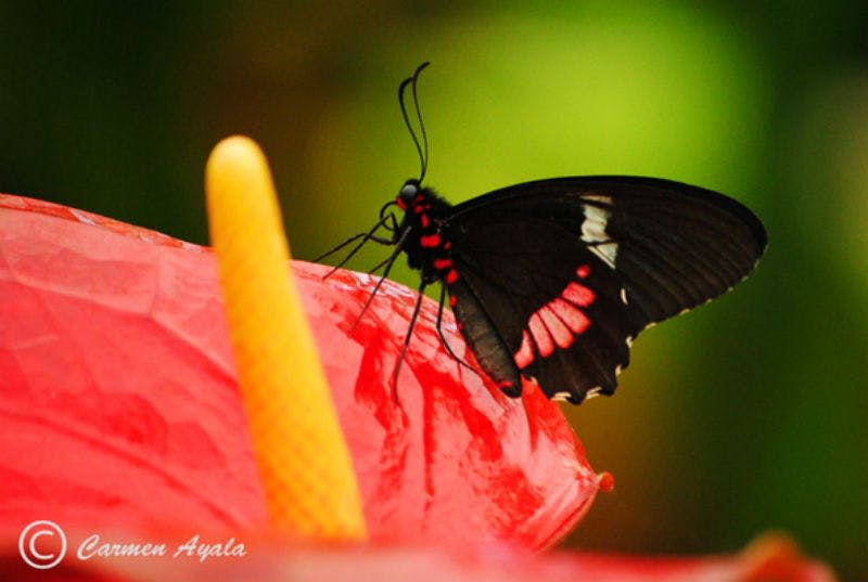 흐릿한 녹색 배경에 노란색 스패딕스가 있는 활기찬 붉은 꽃 위에 분홍색 표시가 있는 검은 나비.